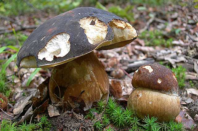 Le  meraviglie della foresta
